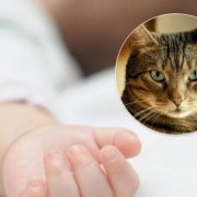 “Кіт-вбивця”: Трагічна смерть немовляти. Мати просто відійшла на кілька хвилин