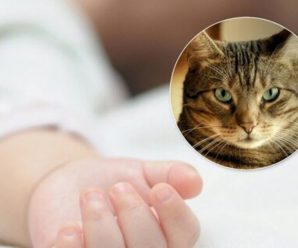 “Кіт-вбивця”: Трагічна смерть немовляти. Мати просто відійшла на кілька хвилин
