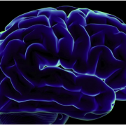 Вчені розповіли, до якого віку мозок продукує нейрони