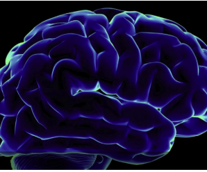 Вчені розповіли, до якого віку мозок продукує нейрони