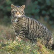 На Вінниччині вперше за 16 років побачили червонокнижного лісового кота. Відео