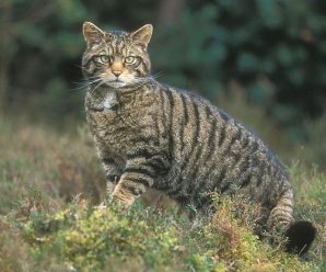 На Вінниччині вперше за 16 років побачили червонокнижного лісового кота. Відео