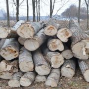 На Прикарпатті спіймали директора лісгоспу на продажі деревини за заниженою ціною