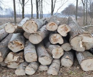 На Прикарпатті спіймали директора лісгоспу на продажі деревини за заниженою ціною