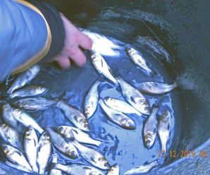 У Бурштинське водосховище запустили 6,8 тонн риби