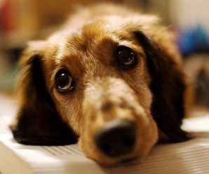На Прикарпатті надзвичайники врятували від жахливої смерті двох собак