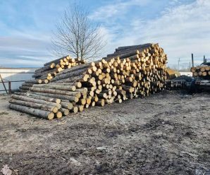 За незаконну вирубку лісу житель Рожнятівщини понесе відповідальність