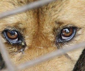 За вбивство собаки прикарпатець може сісти до в’язниці на три роки (ФОТО)