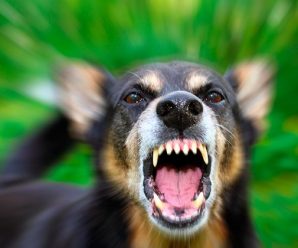 На Тисмениччині у двох собак виявили сказ – оголошено карантин