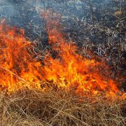 На Прикарпатті під час спалювання сухої трави згоріла жінка