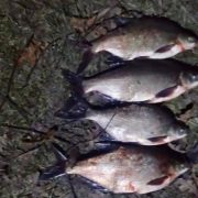 На Прикарпатті два рибалки ловили рибу сітками – їх затримала поліція (фото)