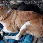 На Прикарпатті невідомі двічі збили собаку, а потім підстрілили (ФОТО)