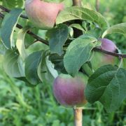 Зимова аномалія: рясно заплодоносила яблуня (фото)