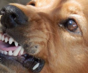 На Прикарпатті скажена лисиця покусала двох собак