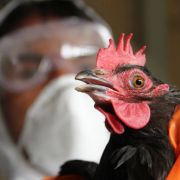 У Польщі нові спалахи пташиного грипу: загинуло 40 тисяч птахів