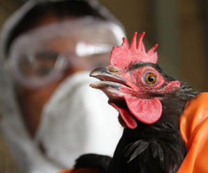 У Польщі нові спалахи пташиного грипу: загинуло 40 тисяч птахів