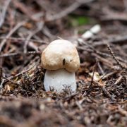 Прикарпатець серед зими знайшов білий гриб. ФОТОФАКТ