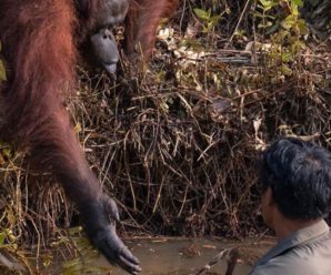 В Індонезії чоловік загруз у річковій багнюці — орангутан простяг йому «руку допомоги»