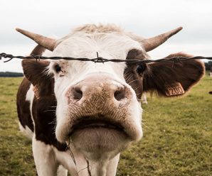 В Івано-Франківській ОТГ поблизу річки знайшли рештки корів