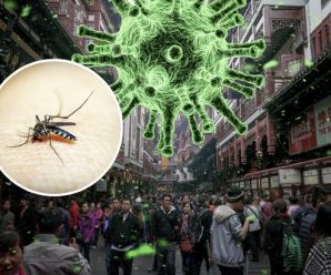 “Коронавірус від комарів?”: вчені розповіли чи можуть комахи переносити інфекцію