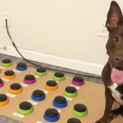 Собака вивчив 29 слів! (Відео)