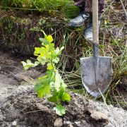 120 гектарів лісу висадили на Прикарпатті. До кінця весни планують ще 460 (ФОТО)