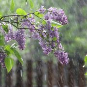 Синоптики попереджають прикарпатців про дощі та похолодання