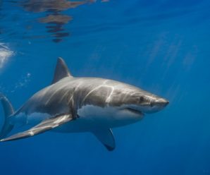 Гігантська 8-метрова хижачка: на пляжі Іспанії повернулися акули (відео)