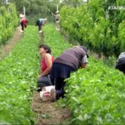 Європа – чекає, Україна – не відпускає: чому заробітчани не можуть потрапити на роботу за кордон