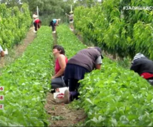 Європа – чекає, Україна – не відпускає: чому заробітчани не можуть потрапити на роботу за кордон