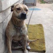 “Собака за борги”: у Малюськи є план, що робити з незвичним лотом
