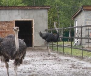На Прикарпатті атовець з родиною відкрив страусину ферму