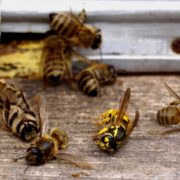 Чергові випадки отруєння бджіл зафіксували на Прикарпатті