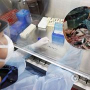 У Китаї зізналися, що коронавірус пішов не з ринку Уханя