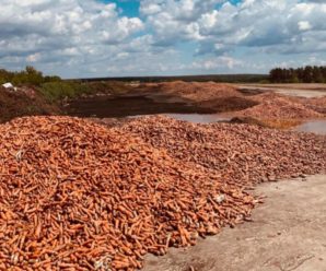 Під Києвом підприємець викинув пару тонн моркви, яку не вдалося продати ( ВІДЕО)