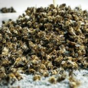 Мор бджіл в Україні почався на місяць раніше цвітіння: чим труяться комахи та чи небезпечно це для людини