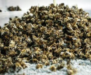 Мор бджіл в Україні почався на місяць раніше цвітіння: чим труяться комахи та чи небезпечно це для людини