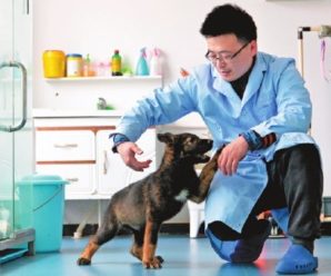 Шокуюче дослідження: собаки не гірше ПЛР-тестів можуть розпізнати інфікованих коронавірусом
