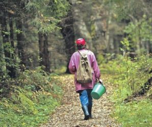 На Прикарпатті розшукують жінку, яка пішла в ліс ще 22 червня