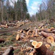 На Прикарпатті депутату та його спільникам оголосили підозру через масову вирубку лісу