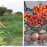 Як виростити щедрий урожай на грядці – найкращі варіанти підживлення овочів
