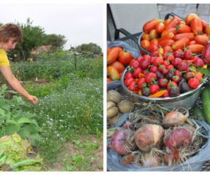Як виростити щедрий урожай на грядці – найкращі варіанти підживлення овочів