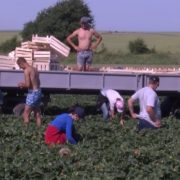 У селі біля Луцька заробляють на полуниці, як у Польщі