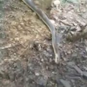 Закарпатець зняв величезну змію у лісі на Свалявщині (ФОТО, ВІДЕО)