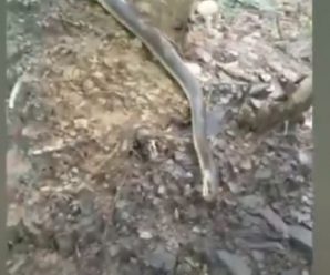 Закарпатець зняв величезну змію у лісі на Свалявщині (ФОТО, ВІДЕО)