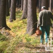 В лісі під Франківськом зник чоловік – нічні пошуки результату не дали