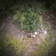 Розстріл НЗФ РФ української евакуаційної групи на Донбасі був свідомим: відео з безпілотника