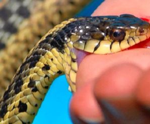 На Верховинщині шестирічну дитину вкусила змія