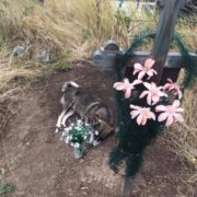“Українській Хатіко”: пес 3 роки живе на могилі господаря