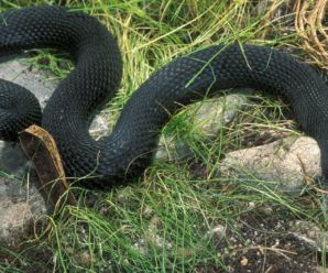 В Україні зареєстровано нашестя отруйних змій: жителі західних областей в небезпеці